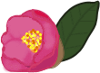 tubaki
