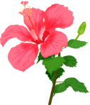 hibisukasu