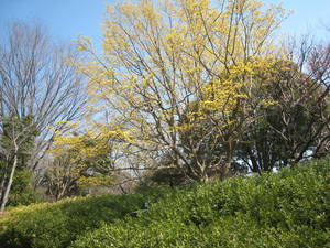syouwakinenkouen