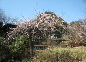 syouwakinenkouen