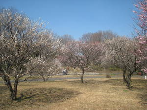 syouwakinenkouen