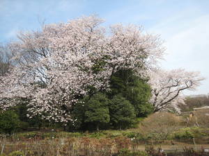 jindaiji