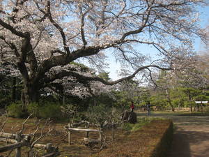 jindaiji