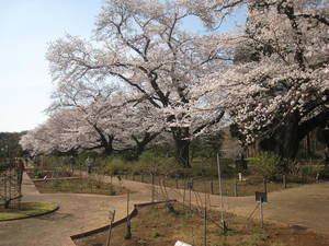 jindaiji