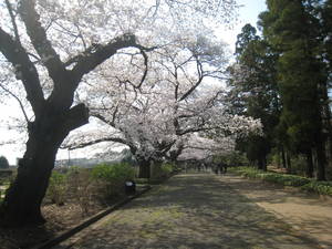 jindaiji