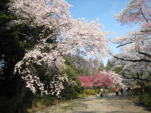 jindaiji