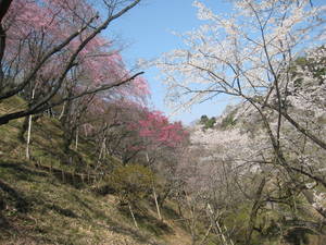 tama