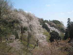 tama