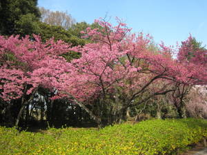 jindaiji