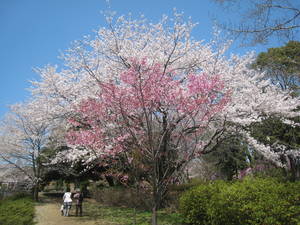 syouwakinenkouen