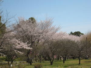 syouwakinenkouen