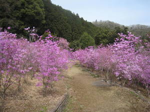 yuyakenosato