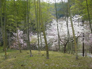yuyakenosato