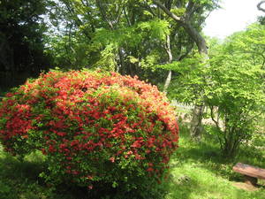 mogusaen