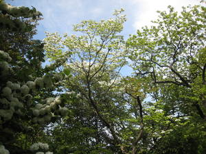 mogusaen