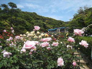 kamakura