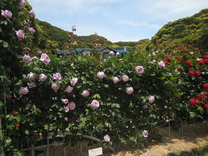 kamakura
