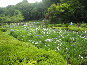 yakusiike