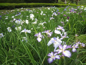 yakusiike