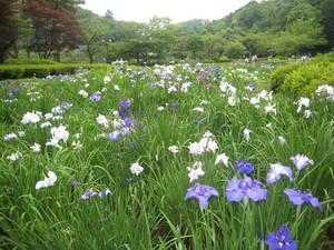 yakusiike