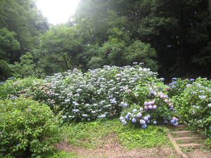 yakusiike