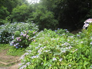 yakusiike