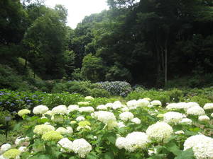 yakusiike
