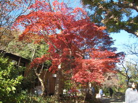 百草園