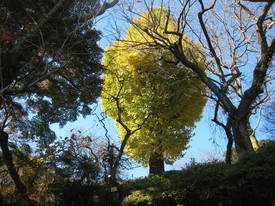 百草園