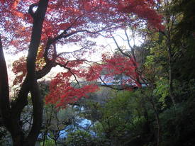 百草園