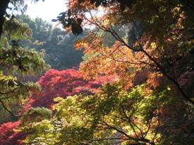 百草園