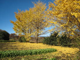 katakura