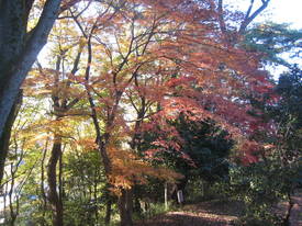 takahata
