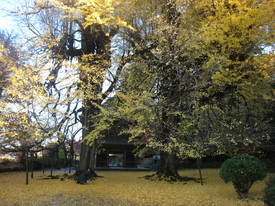 koutokuji