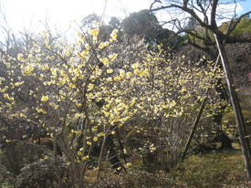 ｍｏｍｏｚｏｎｏｅｎ