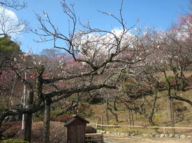 ｍｏｍｏｚｏｎｏｅｎ