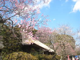 ｍｏｍｏｚｏｎｏｅｎ