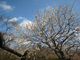 ｍｏｍｏｚｏｎｏｅｎ
