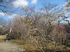 ｍｏｍｏｚｏｎｏｅｎ