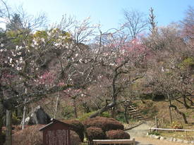 ｍｏｍｏｚｏｎｏｅｎ