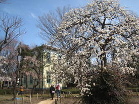 kyodonomori