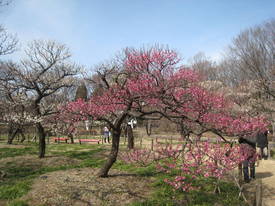 kyodonomori