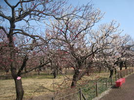 kyodonomori