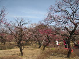 kyodonomori