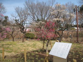 kyodonomori