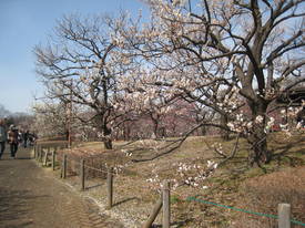 kyodonomori