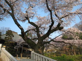 sinkakuji