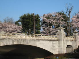 sakura
