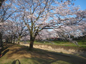 sakura