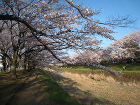 sakura